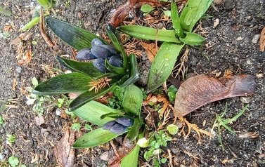 Pierwszy Dzień Wiosny - gr.Tropiciele 9