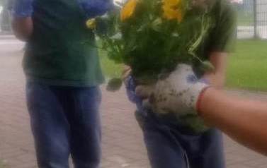 Krasnale sadzą kwiaty 2