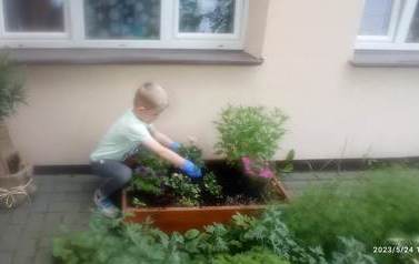 Krasnale sadzą kwiaty 10