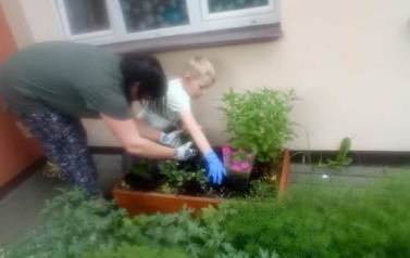Krasnale sadzą kwiaty 12